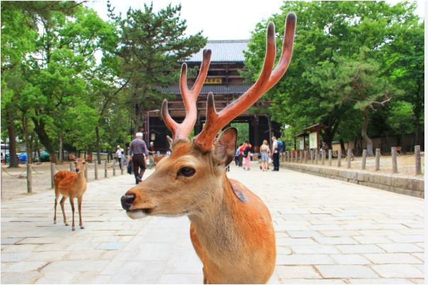 Top 10 places to visit in Japan